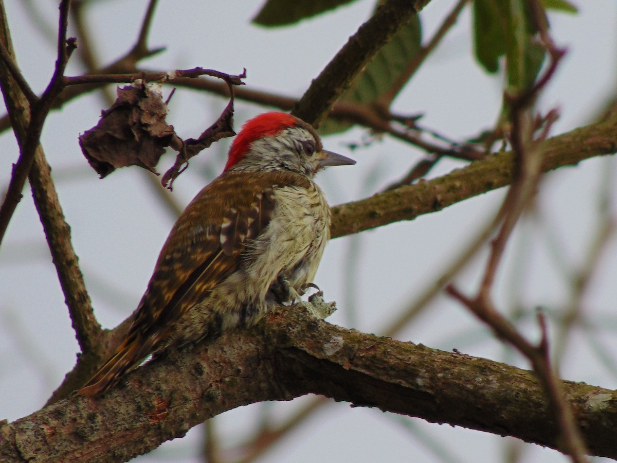 Speckle-breasted Woodpecker - ML650798959