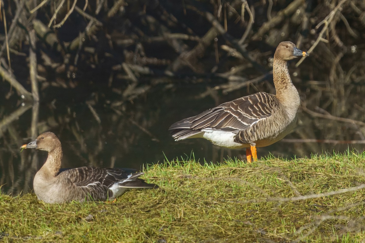 Taiga Bean-Goose - ML650799089