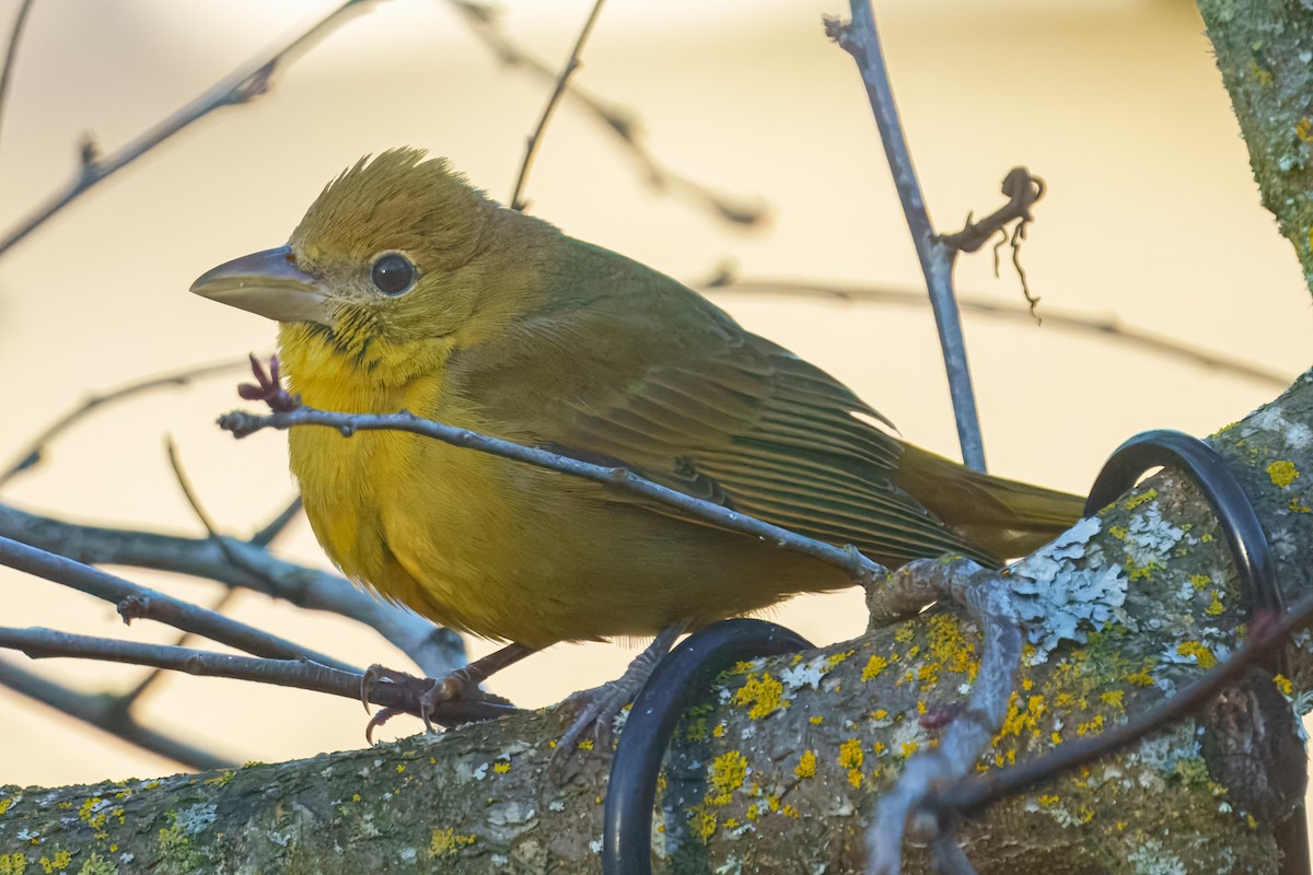 Summer Tanager - ML650799207