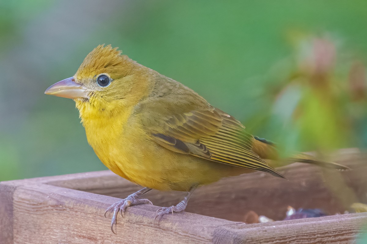 Summer Tanager - ML650799208