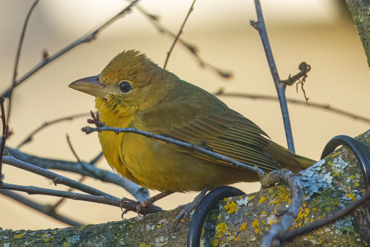 Summer Tanager - ML650799209
