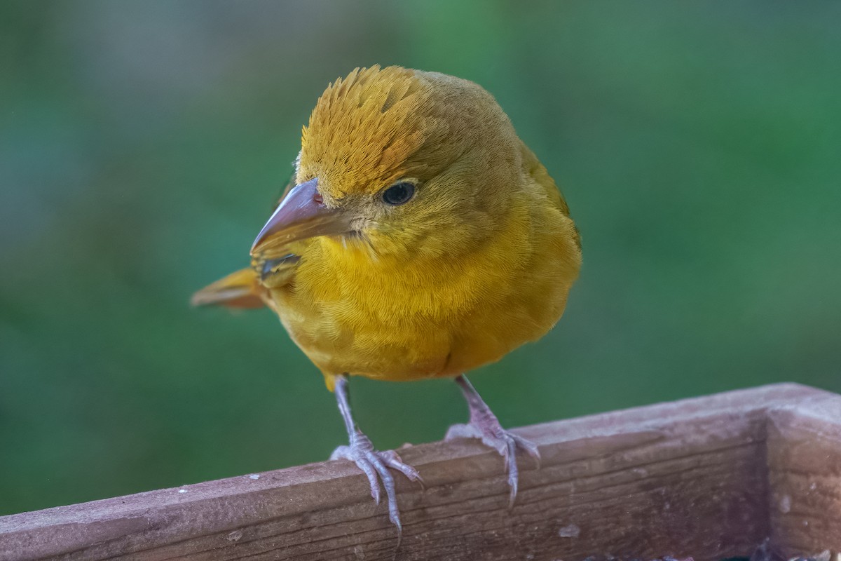 Summer Tanager - ML650799210