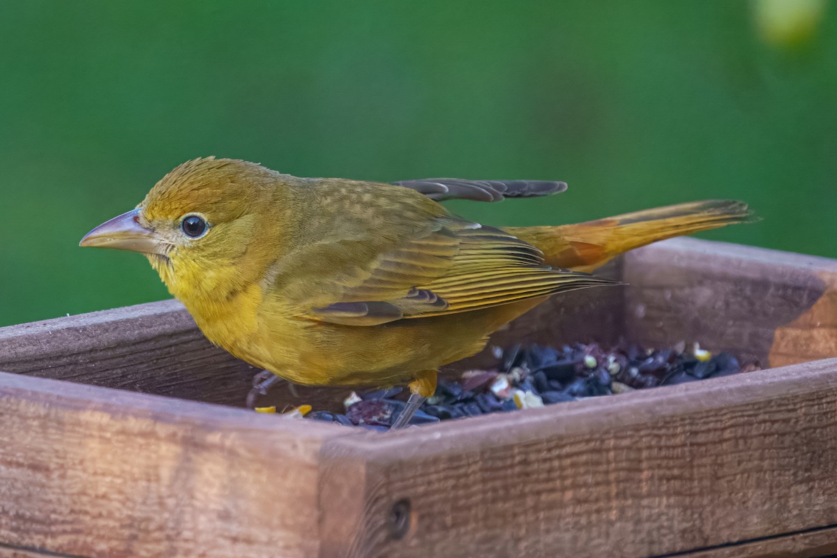 Summer Tanager - ML650799211