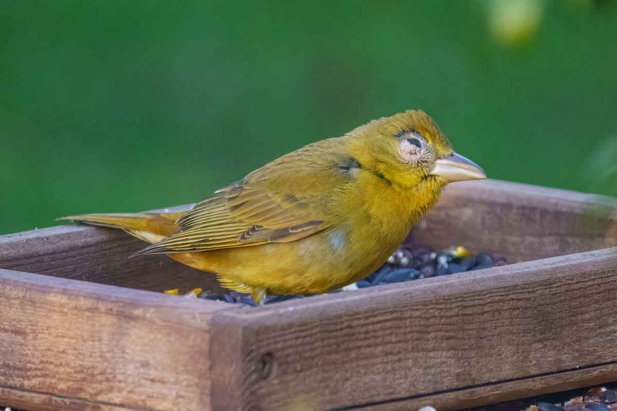 Summer Tanager - ML650799212