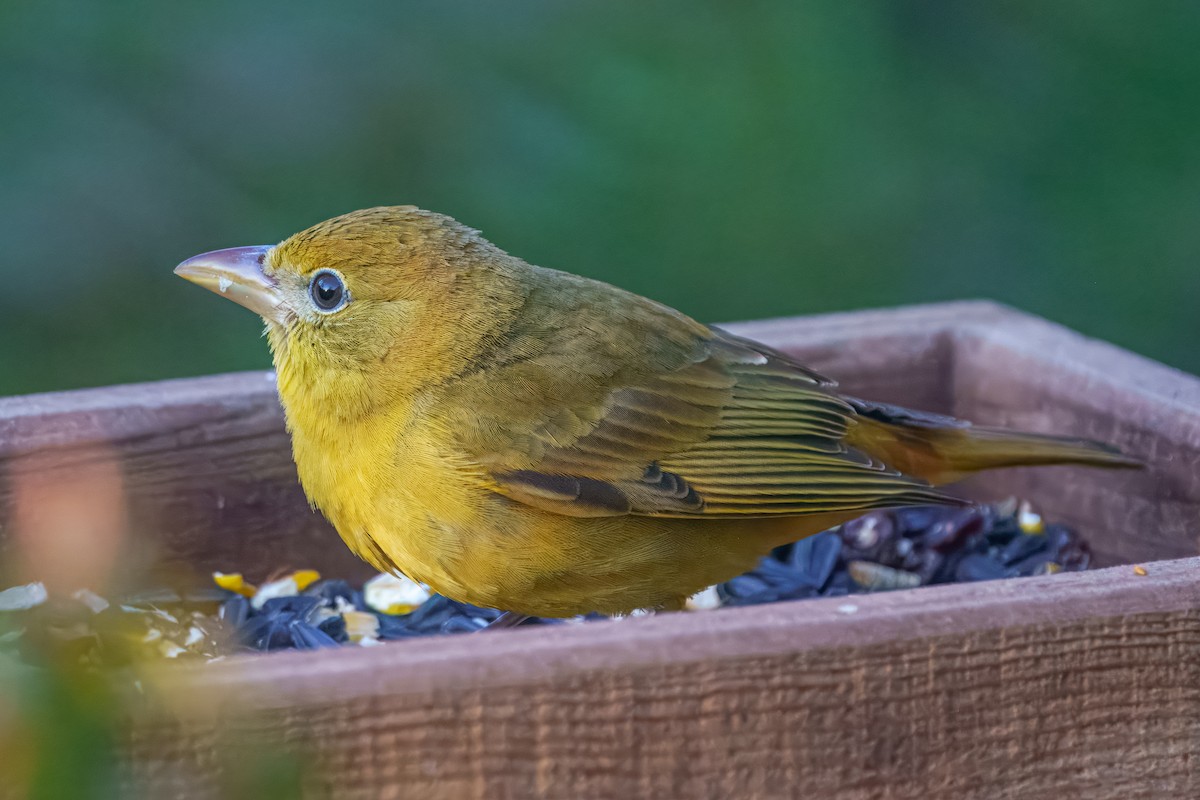 Summer Tanager - ML650799213
