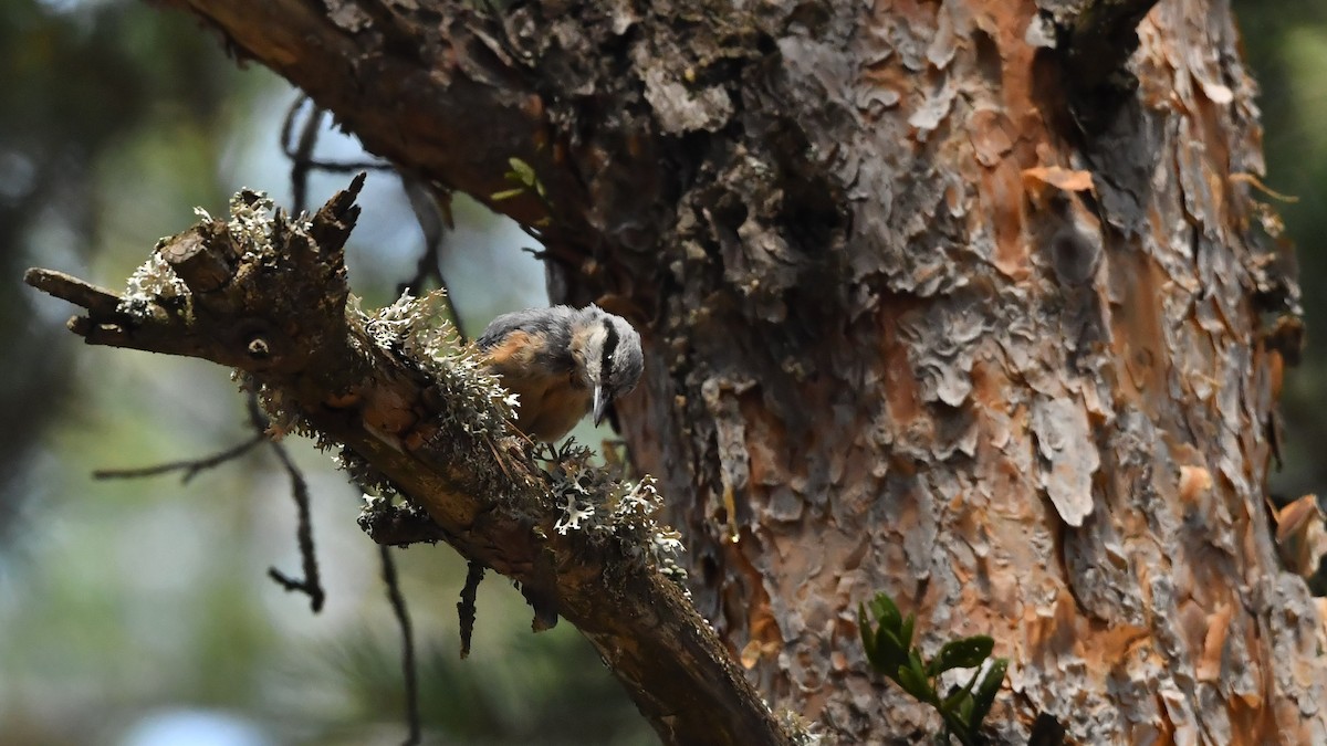 Garrapo eurasiarra - ML650799766