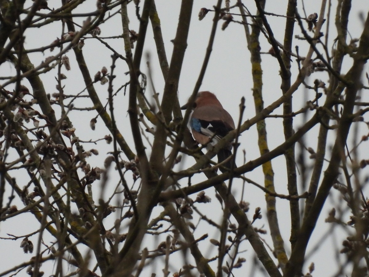 Eurasian Jay - ML650799836