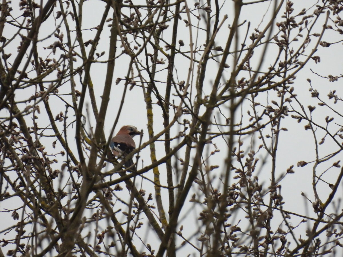 Eurasian Jay - ML650799837