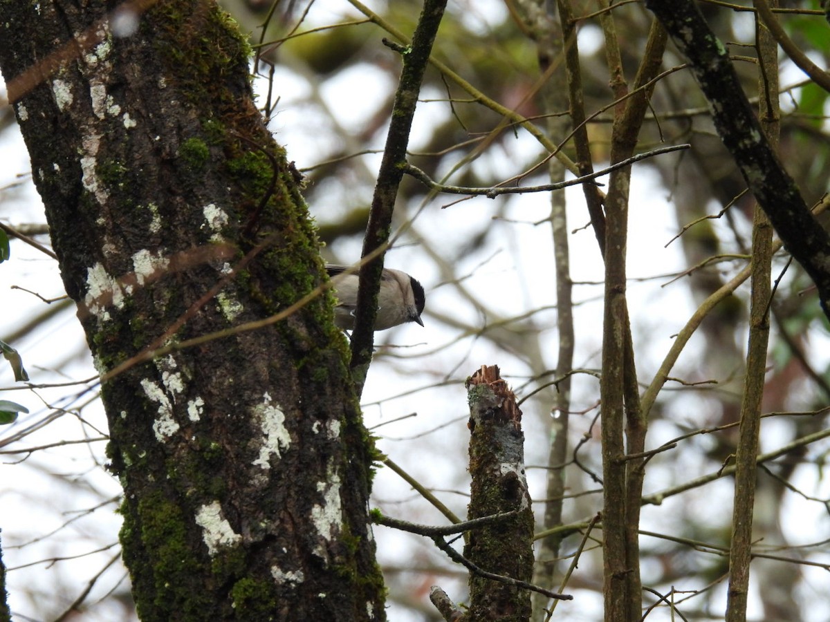 Marsh Tit - ML650799859