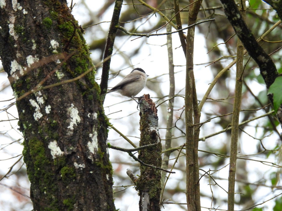 Marsh Tit - ML650799860