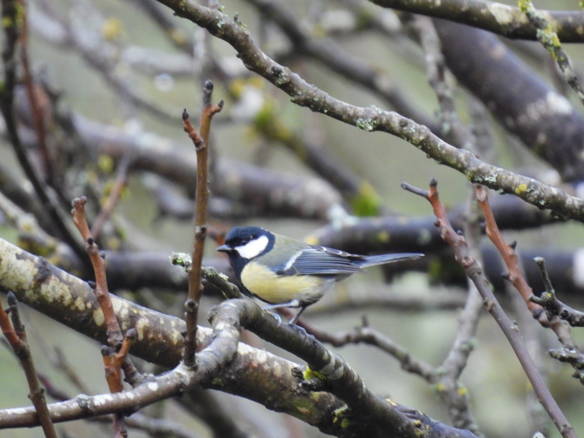 Great Tit - ML650799870