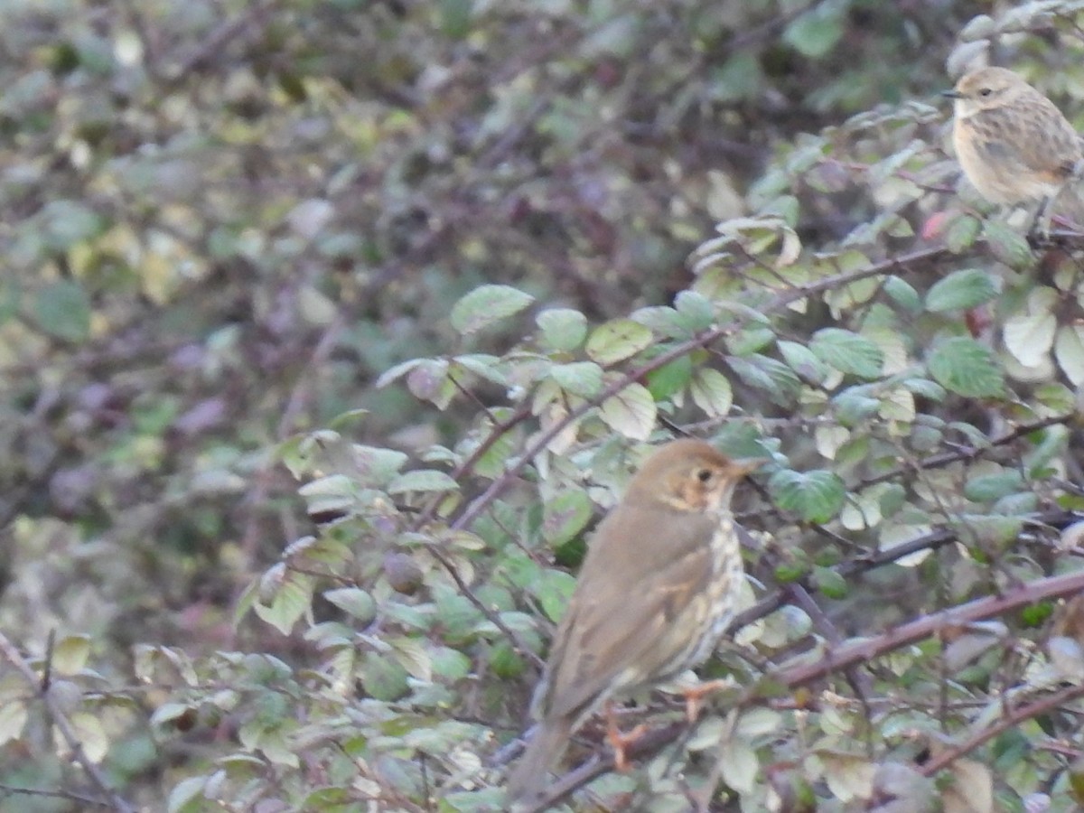 Song Thrush - ML650799898