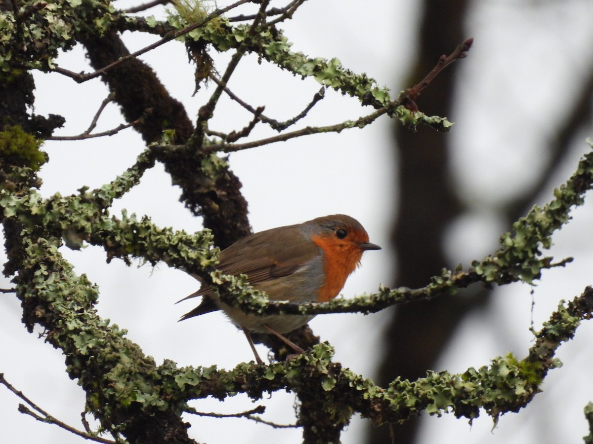 European Robin - ML650799907