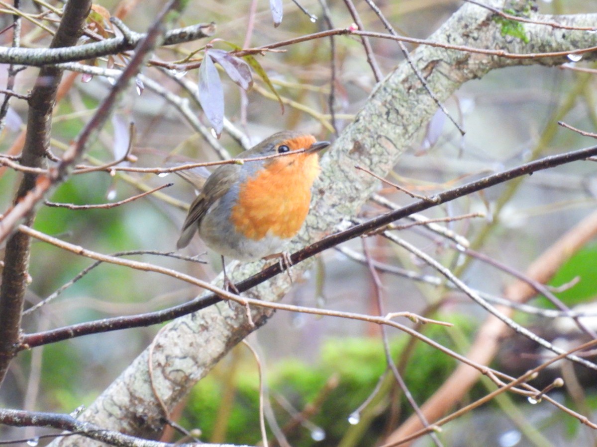 European Robin - ML650799908