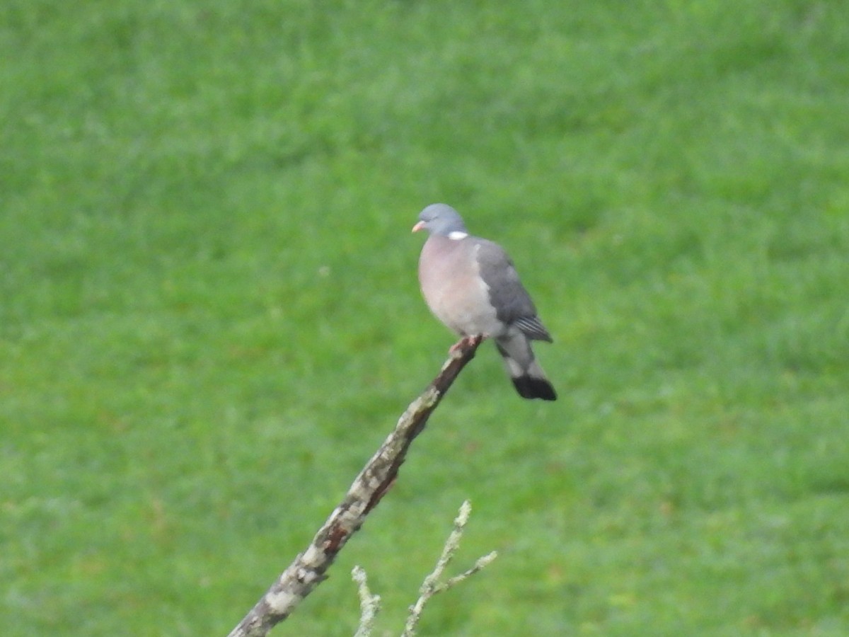 Common Wood-Pigeon - ML650799929