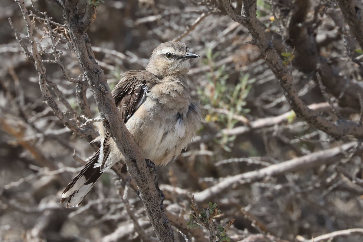 Moqueur de Patagonie - ML650800246