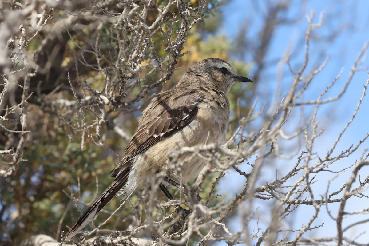 Moqueur de Patagonie - ML650800247