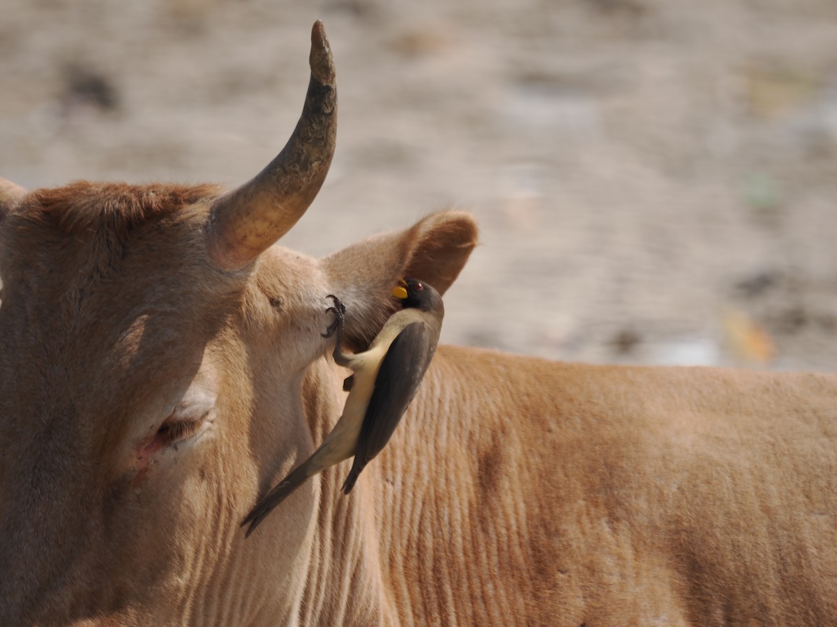 Yellow-billed Oxpecker - ML650800342