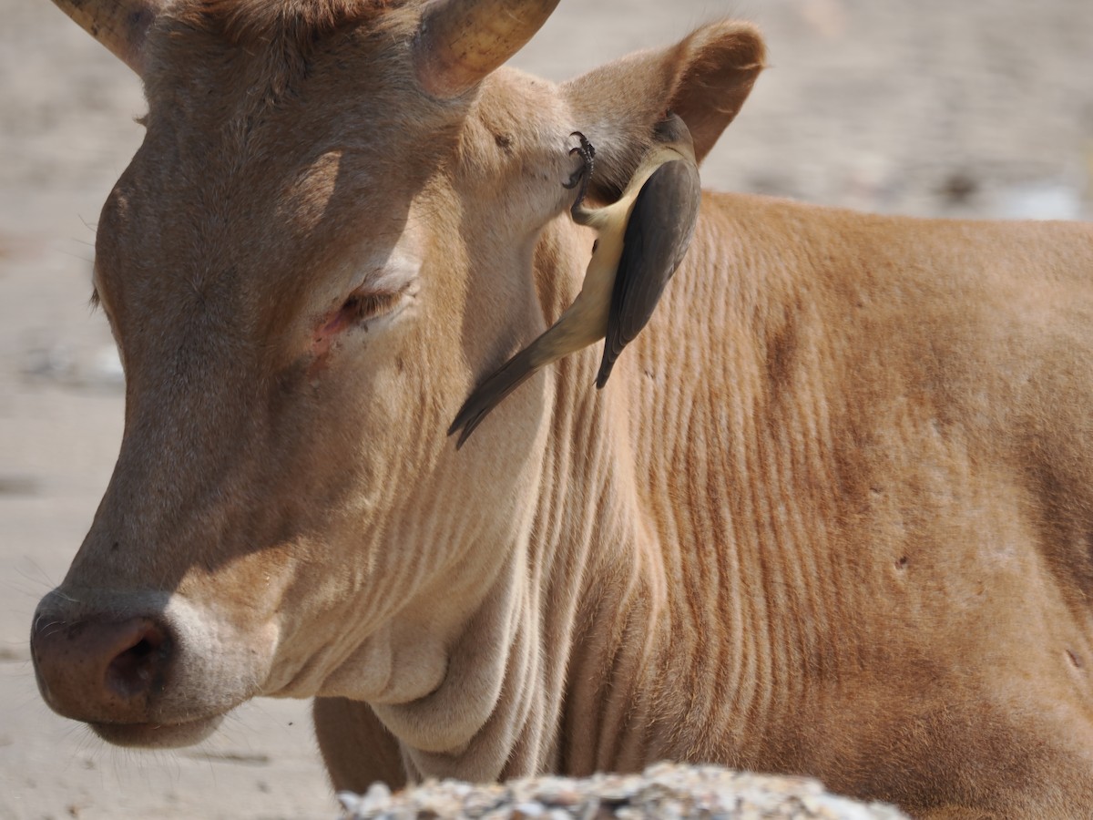 Yellow-billed Oxpecker - ML650800348