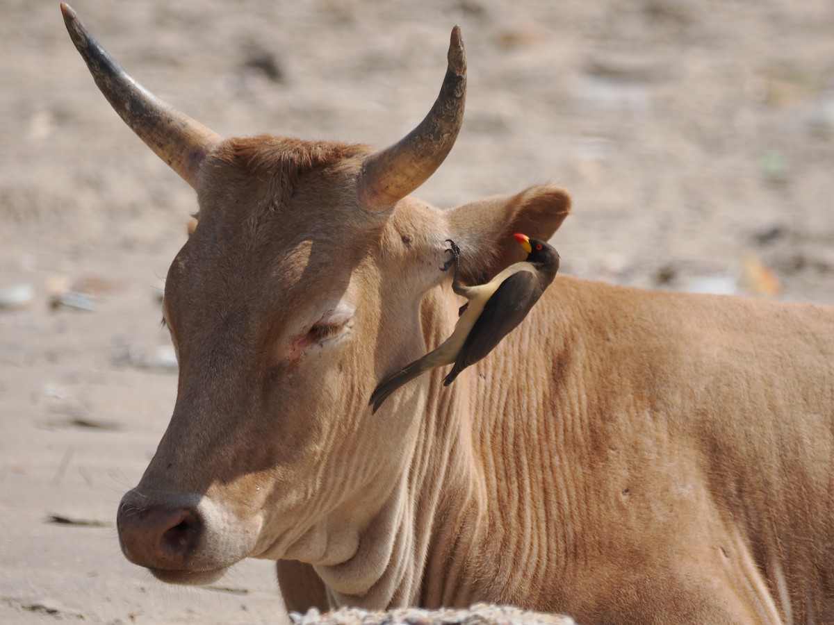 Yellow-billed Oxpecker - ML650800351