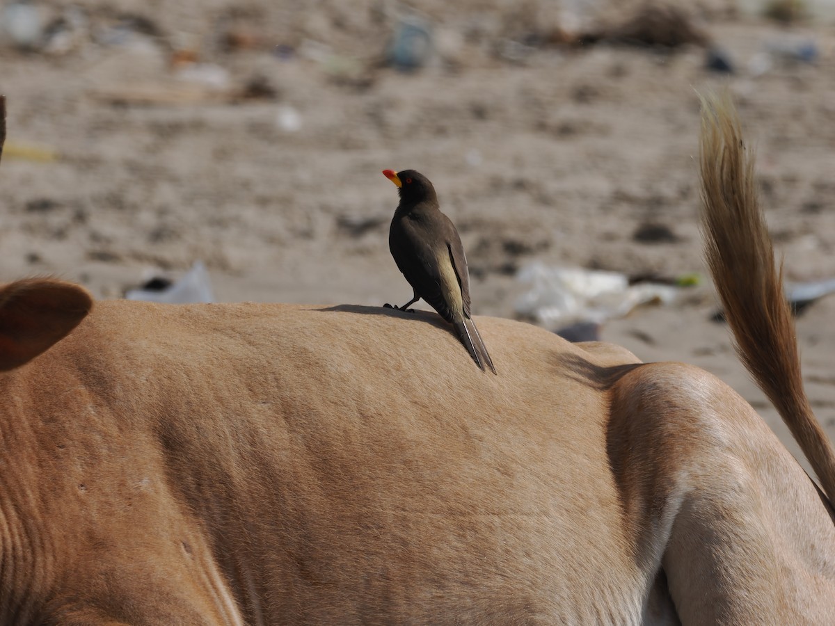 Yellow-billed Oxpecker - ML650800352