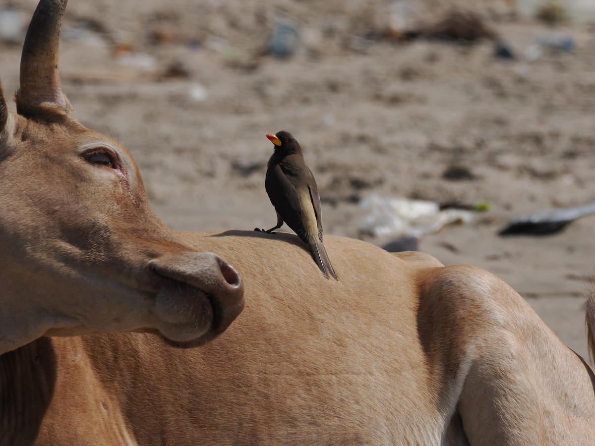 Yellow-billed Oxpecker - ML650800367