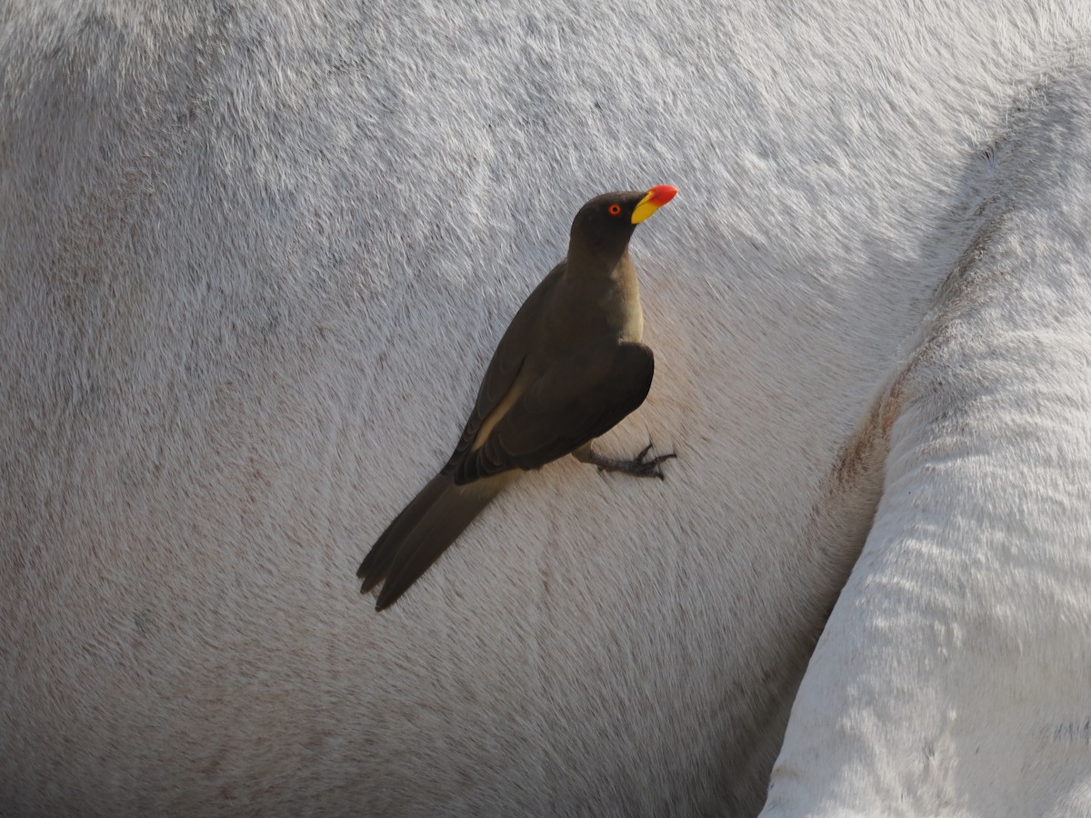 Yellow-billed Oxpecker - ML650800372