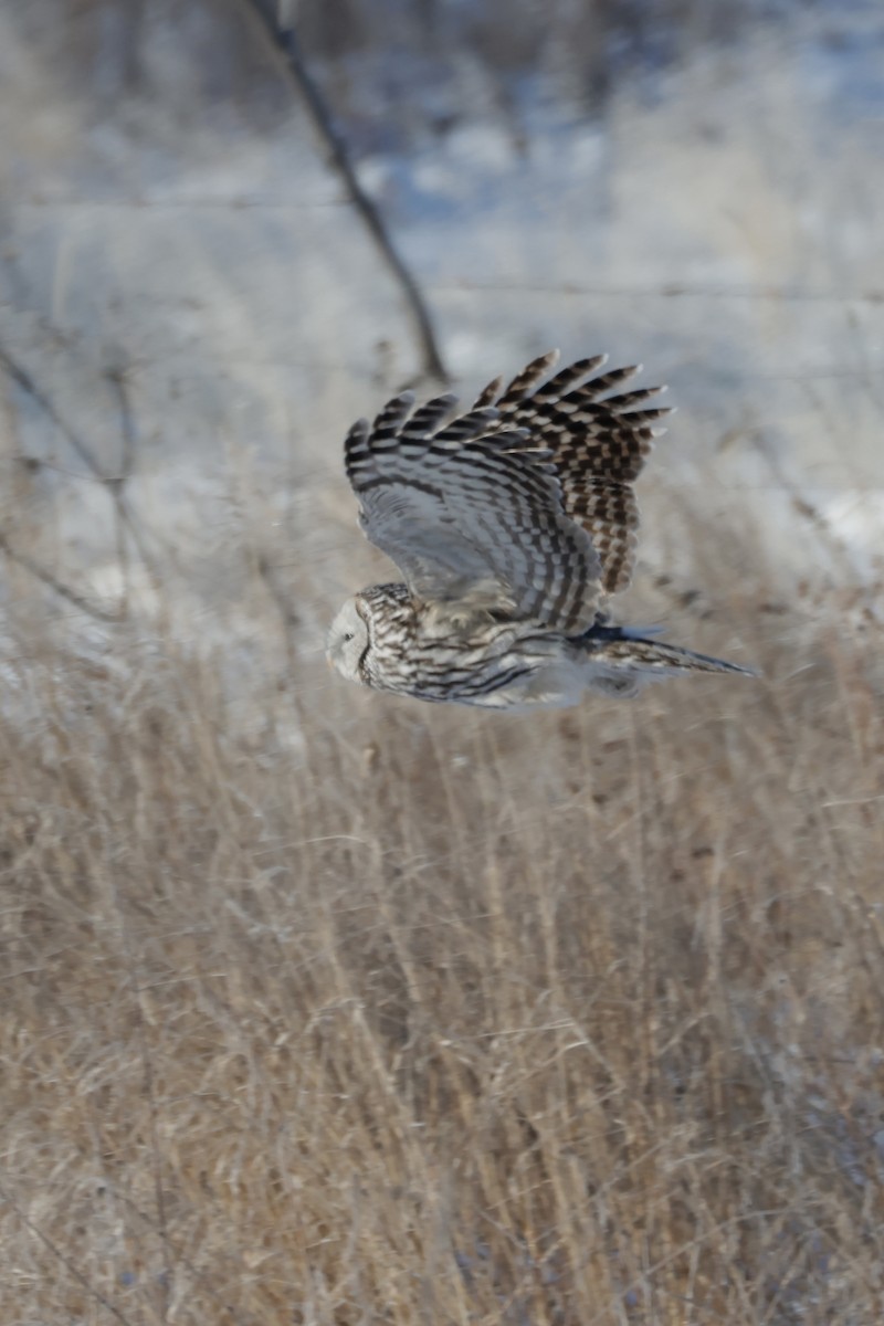 Allocco degli Urali - ML650800588