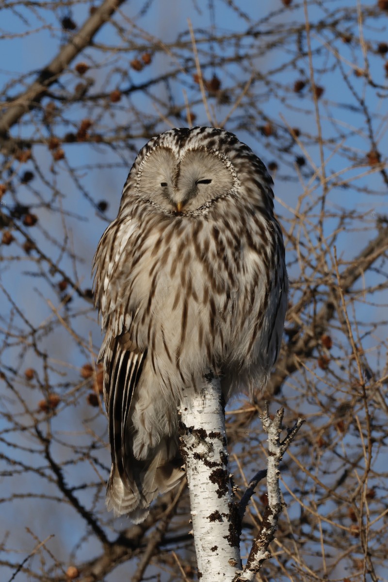 Allocco degli Urali - ML650800590