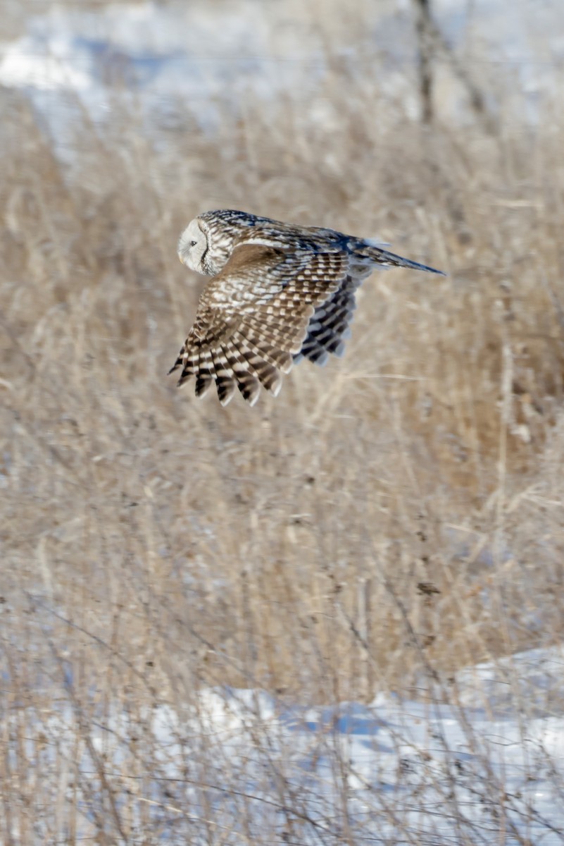 Allocco degli Urali - ML650800591