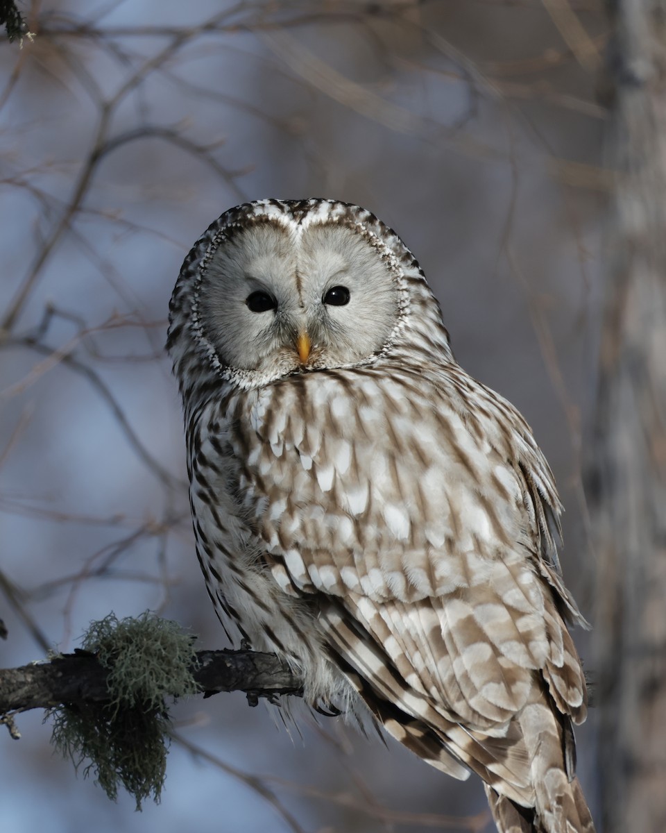 Allocco degli Urali - ML650800592