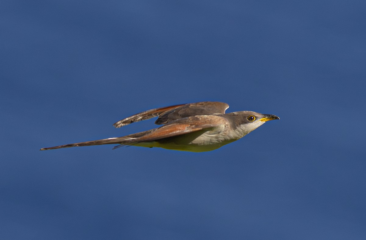 Yellow-billed Cuckoo - ML650800616