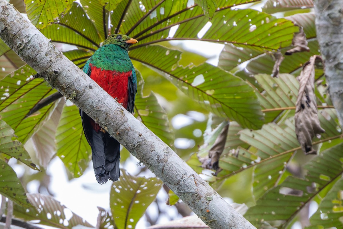 キンガシラカザリキヌバネドリ - ML650800634