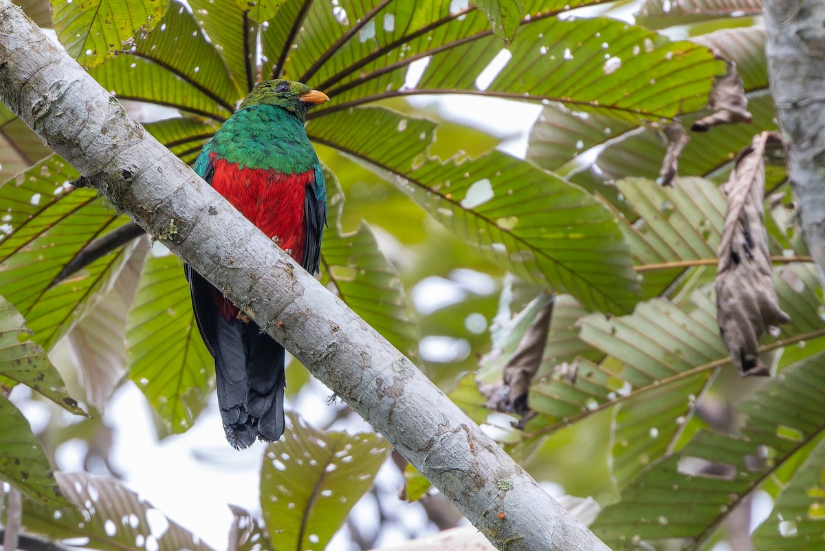 キンガシラカザリキヌバネドリ - ML650800635