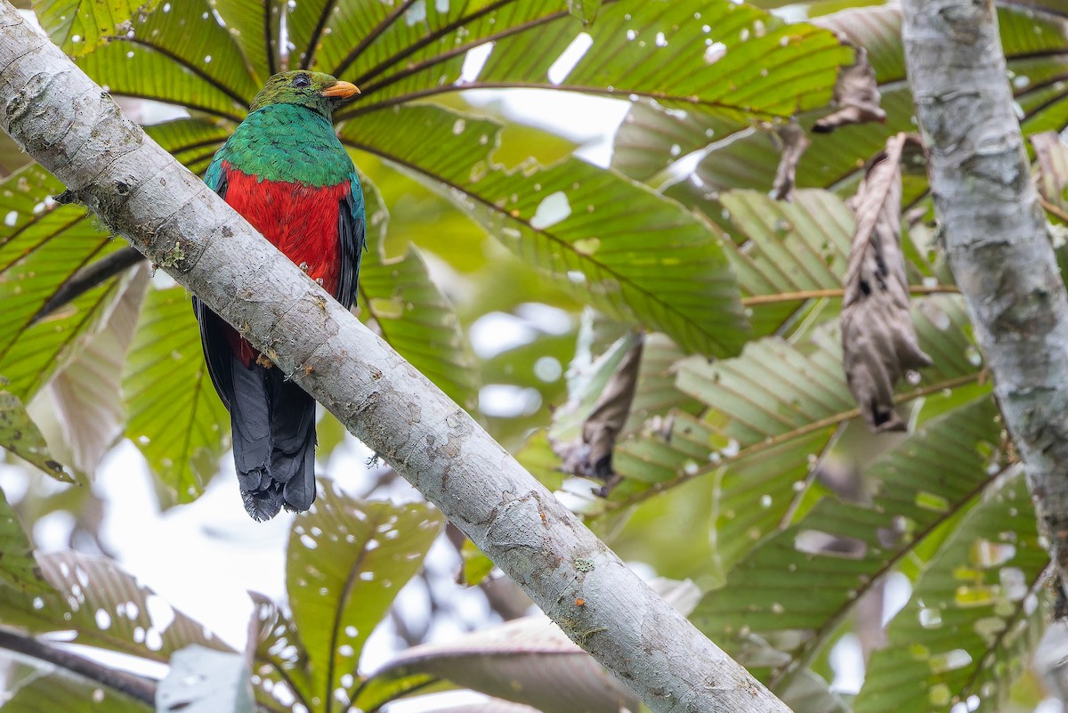 キンガシラカザリキヌバネドリ - ML650800637