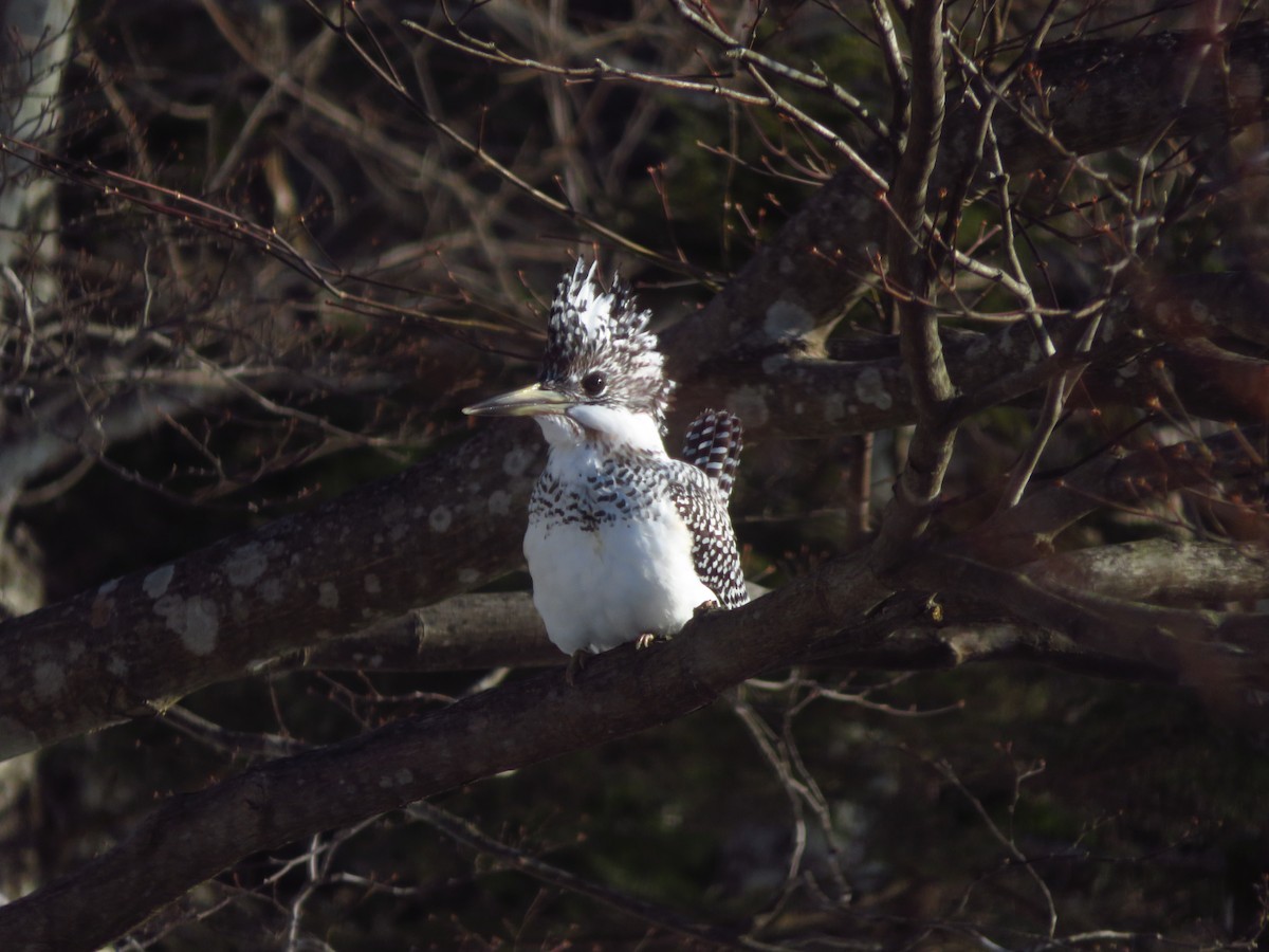 Crested Kingfisher - ML650800646