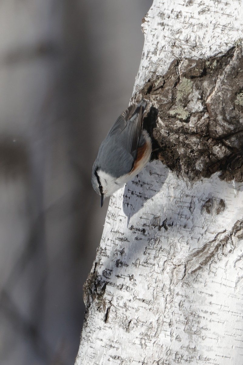 Garrapo eurasiarra - ML650800647