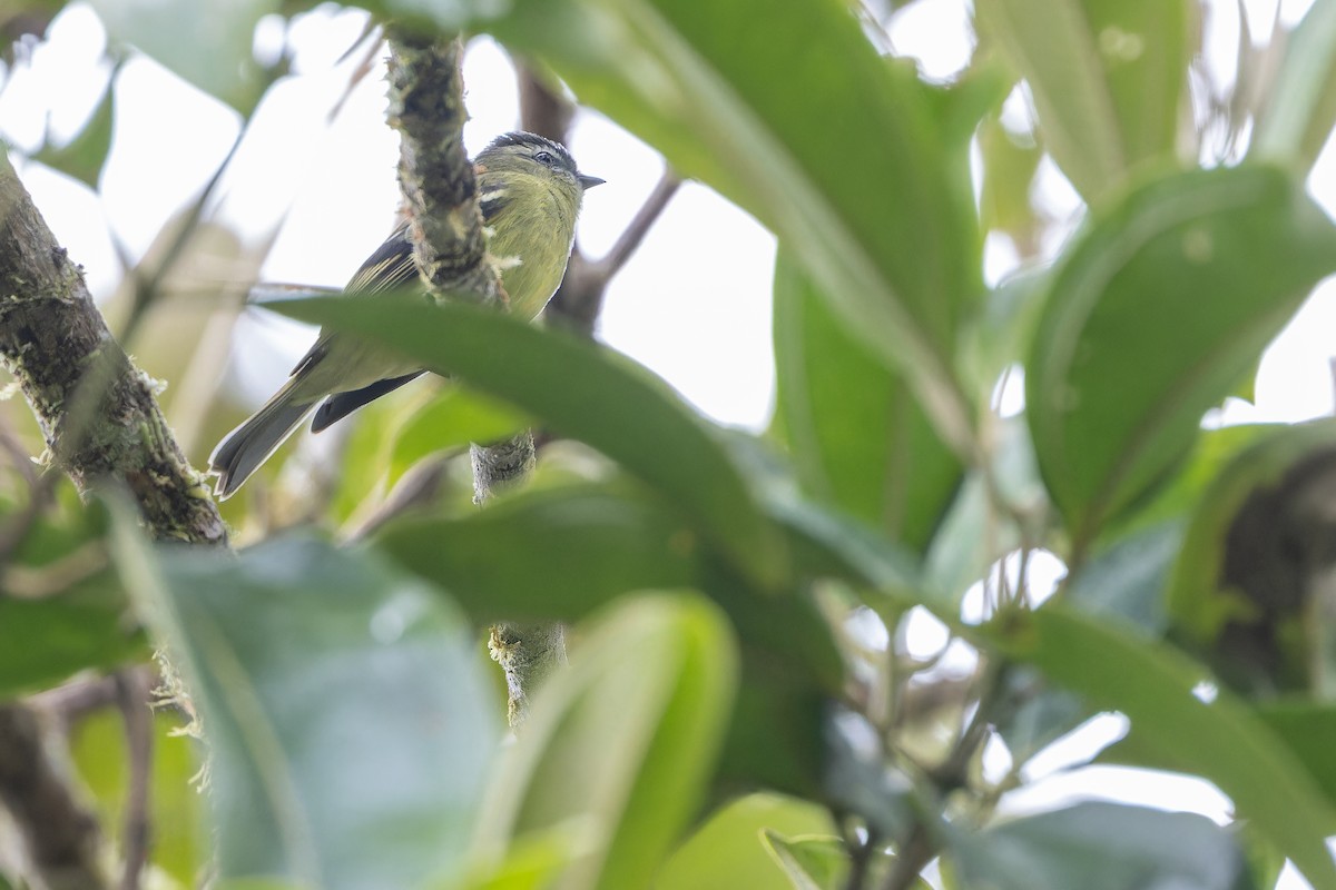 ズグロコタイランチョウ - ML650800650