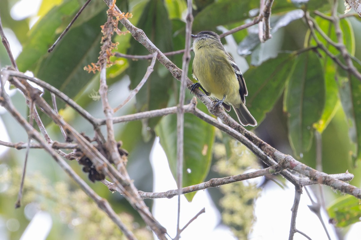 ズグロコタイランチョウ - ML650800652