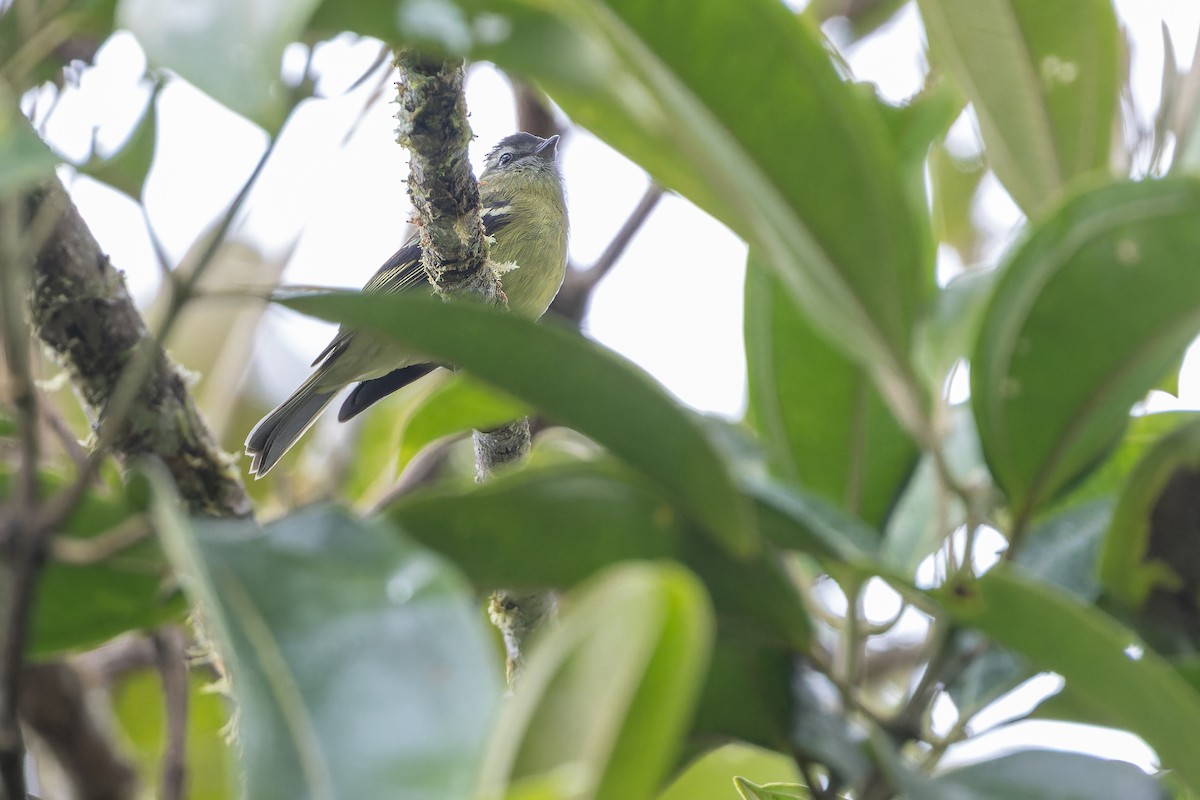 ズグロコタイランチョウ - ML650800653