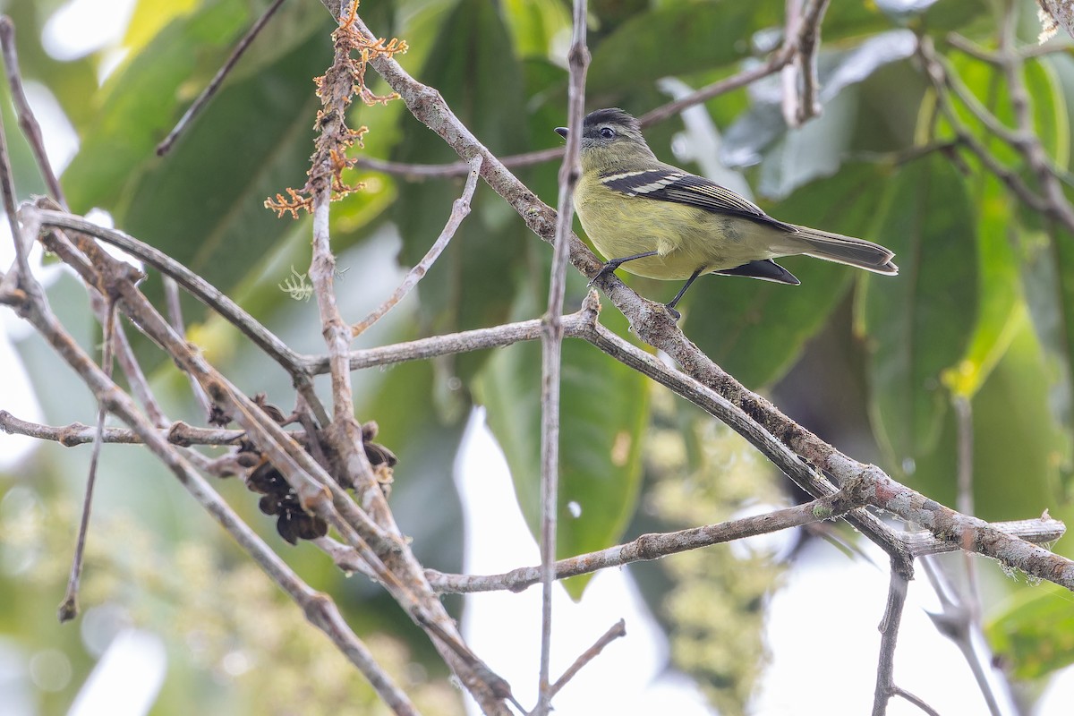 ズグロコタイランチョウ - ML650800654