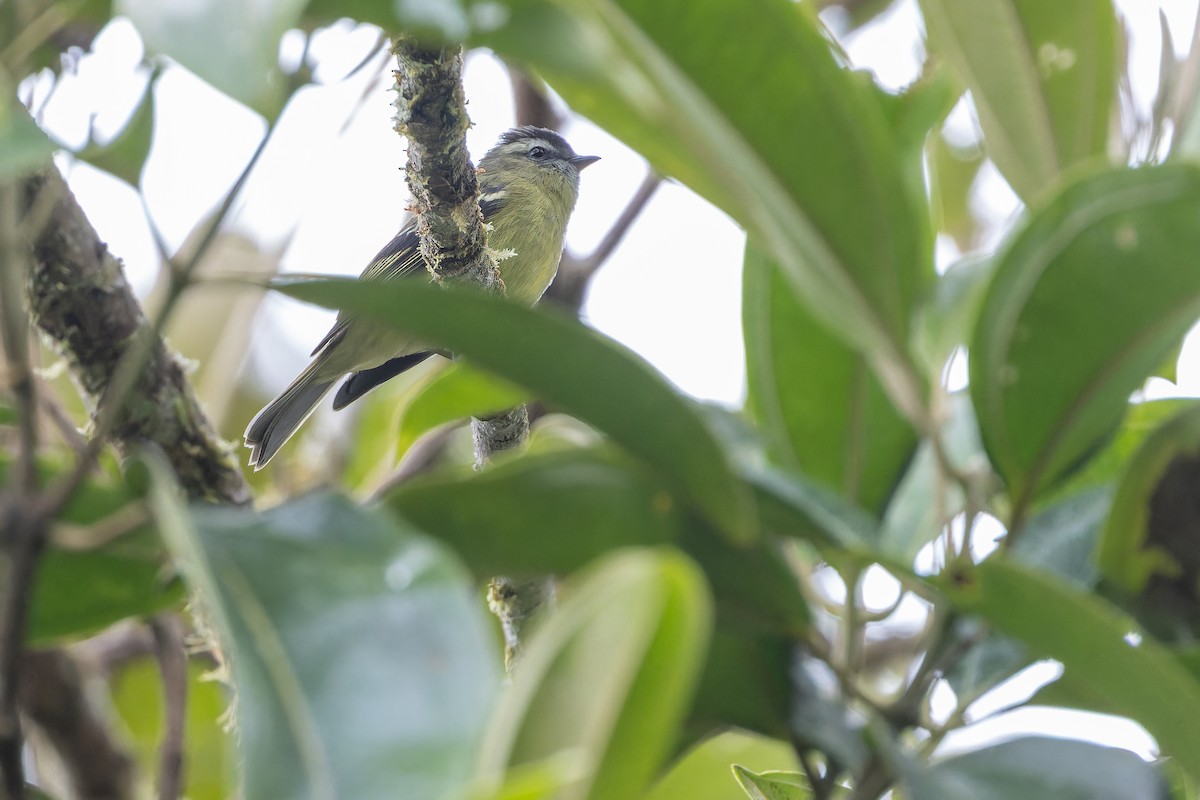 ズグロコタイランチョウ - ML650800655