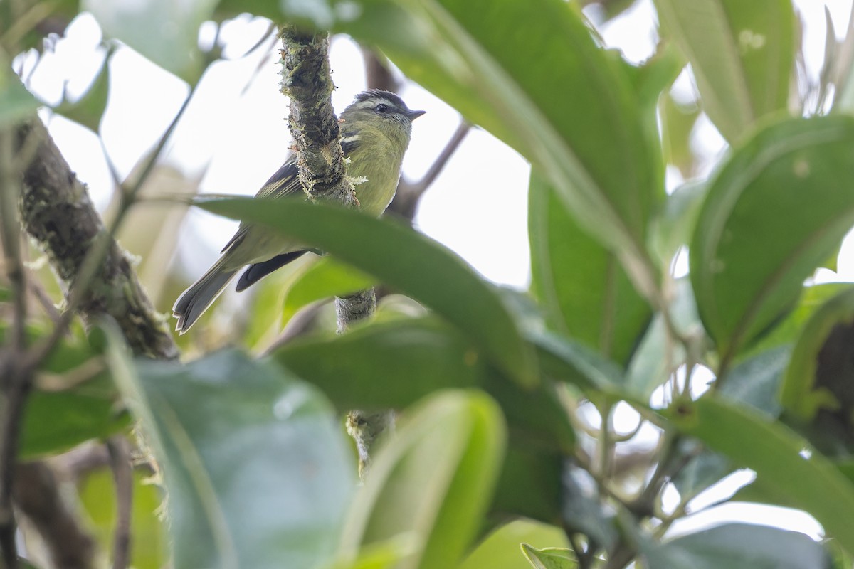 ズグロコタイランチョウ - ML650800657