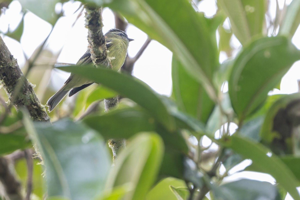 ズグロコタイランチョウ - ML650800658