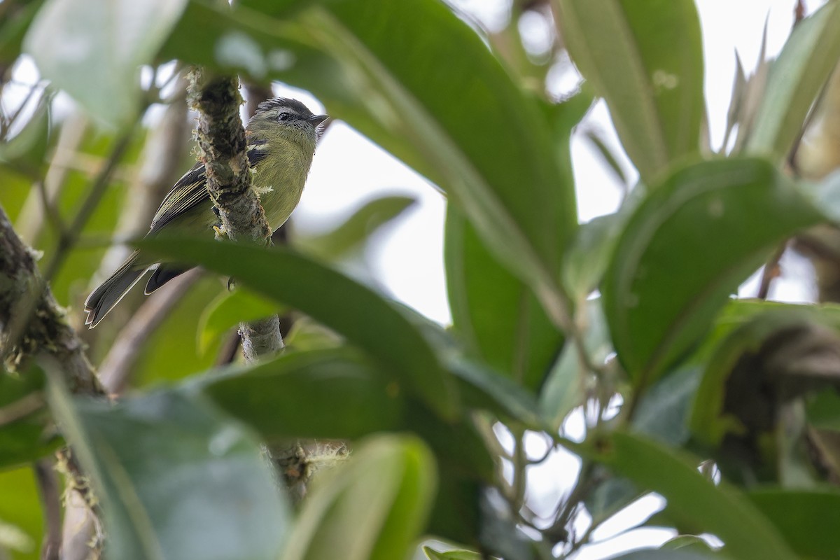 ズグロコタイランチョウ - ML650800659