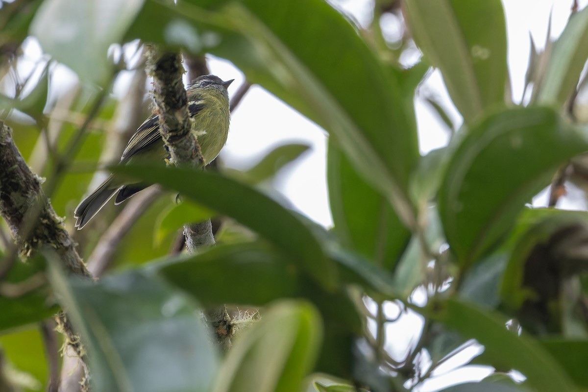 ズグロコタイランチョウ - ML650800661