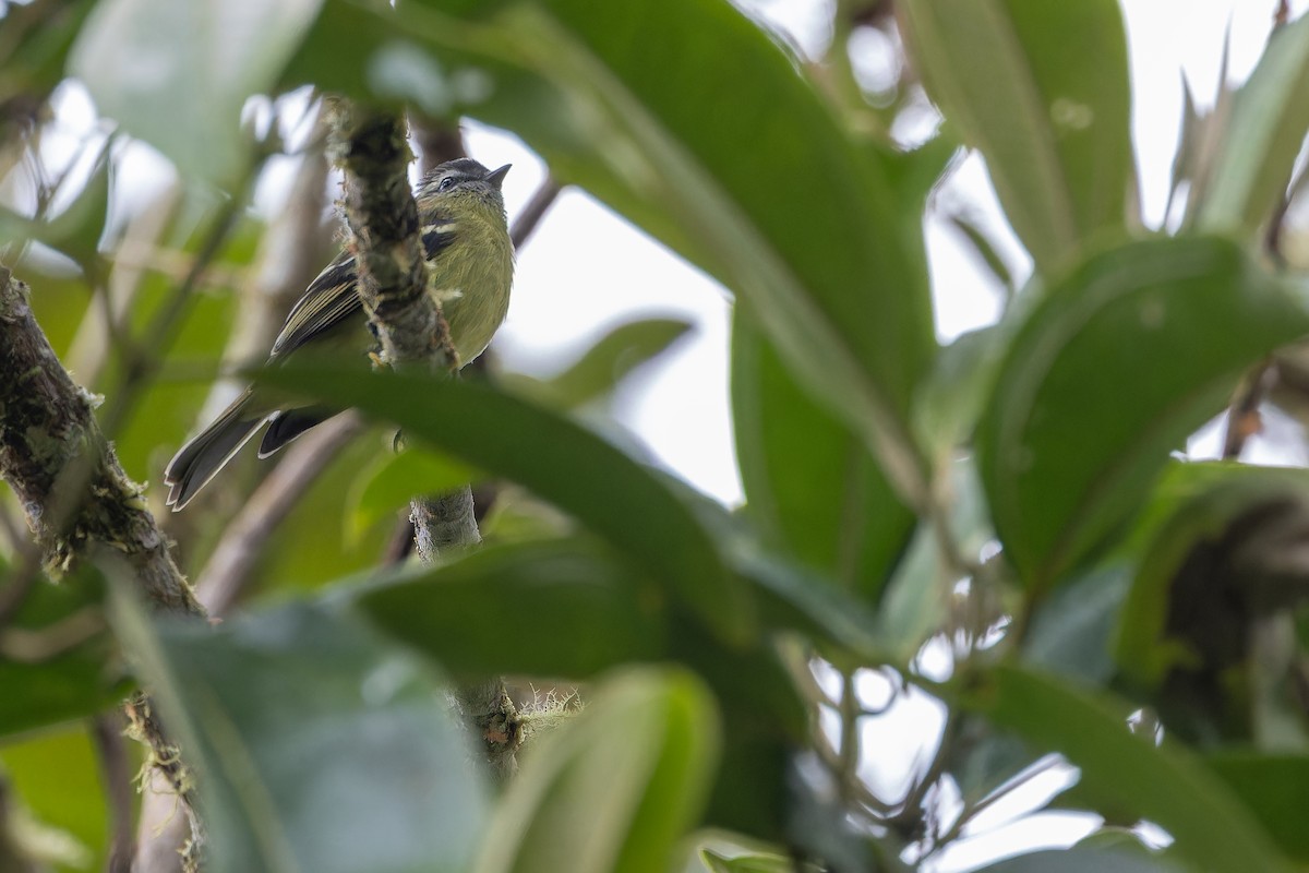 ズグロコタイランチョウ - ML650800662