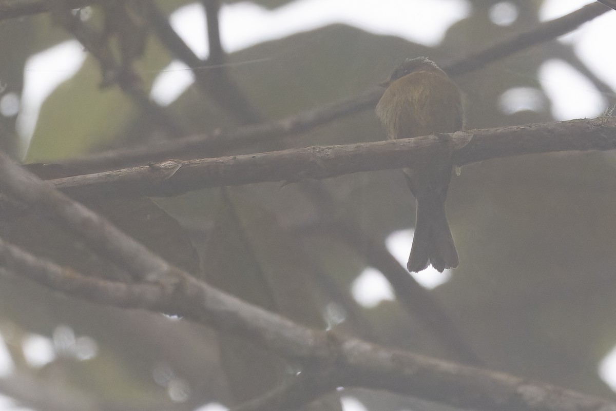 オリーブフサボウシハエトリ - ML650800669