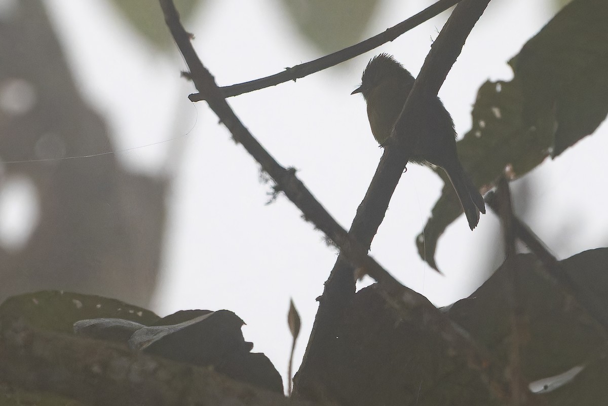 オリーブフサボウシハエトリ - ML650800670