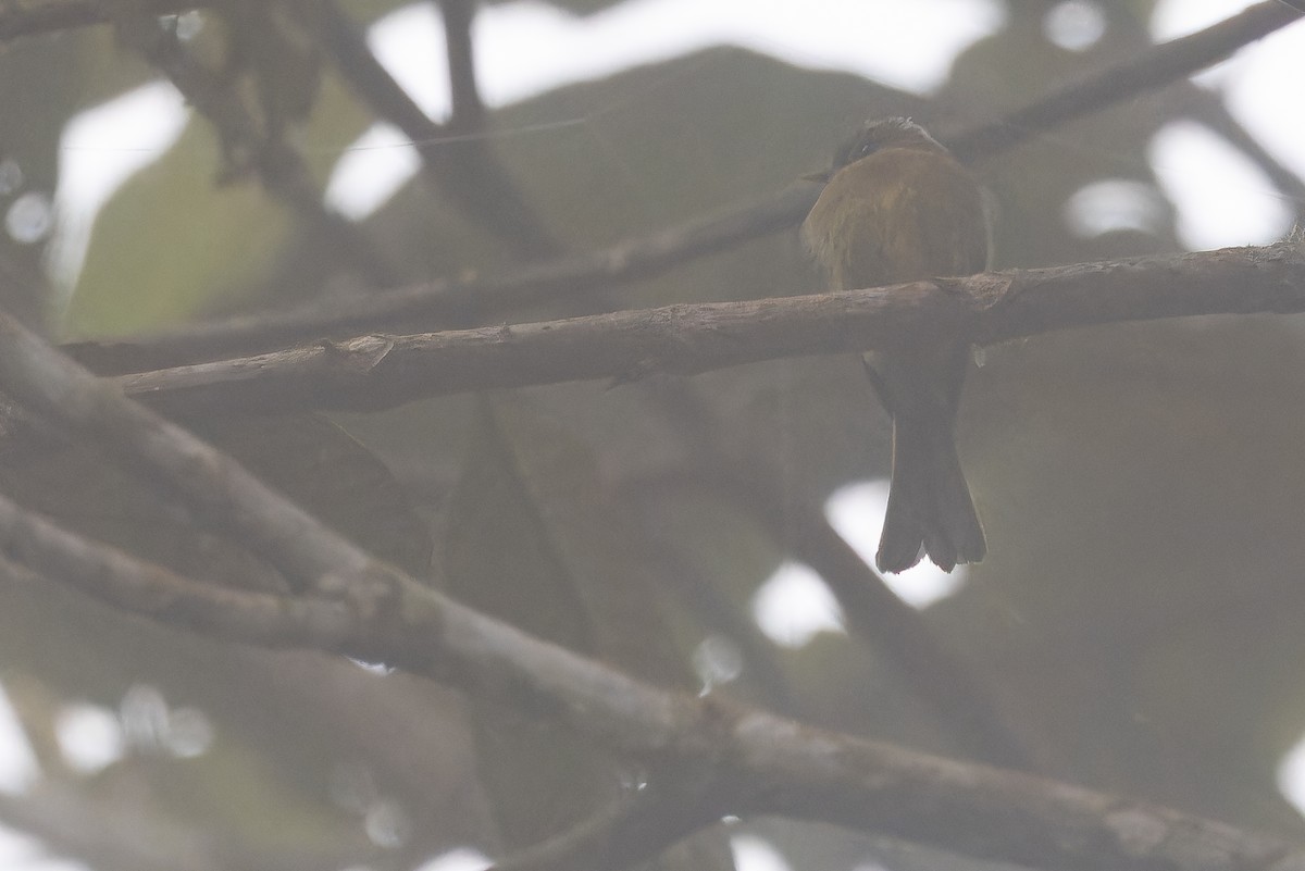 オリーブフサボウシハエトリ - ML650800671